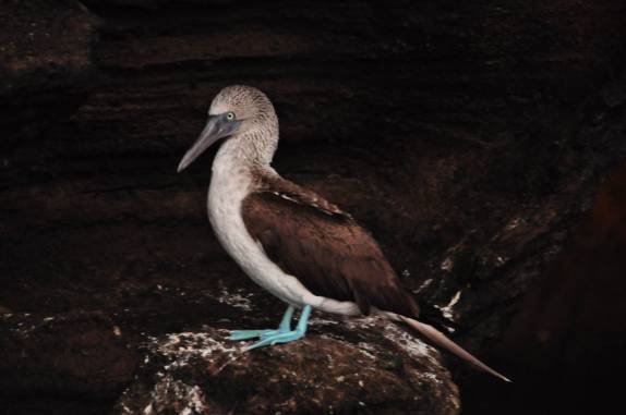 O famoso blue footed boobie, um dos símpolos de Galápagos, em Rocca Redonda, na Isla Isabel